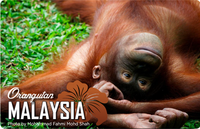 Orangutan, Malaysia, 8859194802325