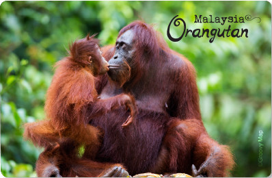 Orangutan Family, 8859194813949