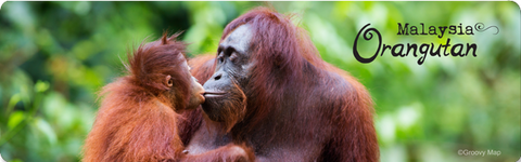 Orangutan Family (Long), 8859194814113